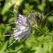 20210720 1847CPw [D~LIP] Rainfarn-Phazelie (Phacelia tanacetifolia) [Büschelschön], Bad Salzuflen