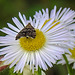 20210831 2782CPw [D~LIP] Berufkraut (Erigeron annuus), Brennnessel-Spreizflügelfalter (Anthophila fabriciana), UWZ, Bad Salzuflen