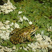 Noisey marsh frog at Krka