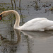 Mute swan