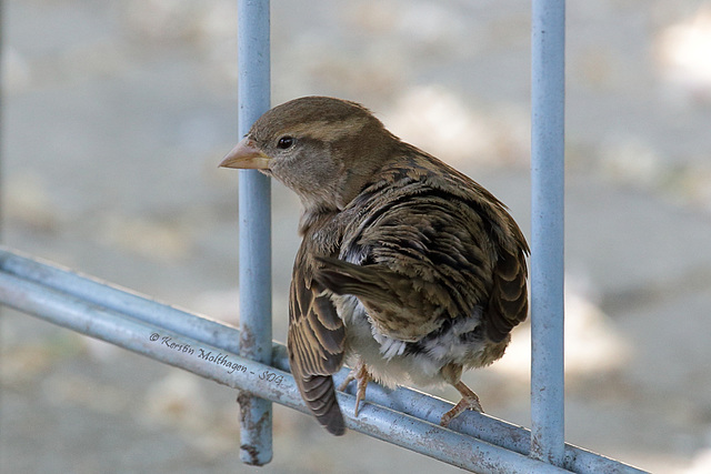 Noch nie nen Spatz sich putzen gesehen? (Wilhelma)