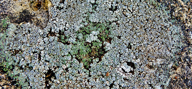 Lichen 4