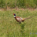 pheasant