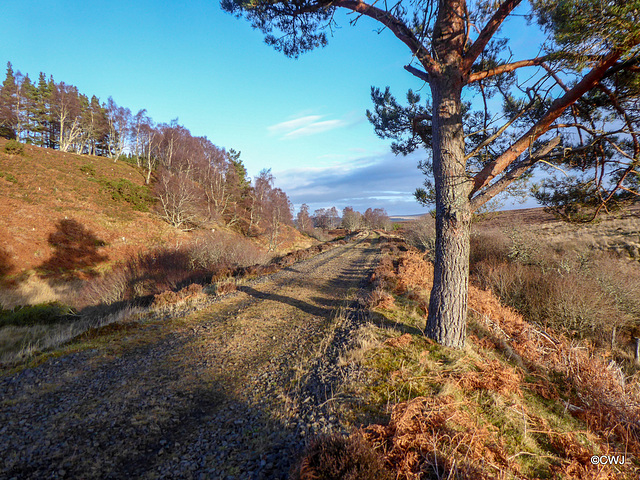 Part of the causeway over the bogland lochan