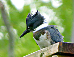 Kingfisher (Megaceryle torquata)