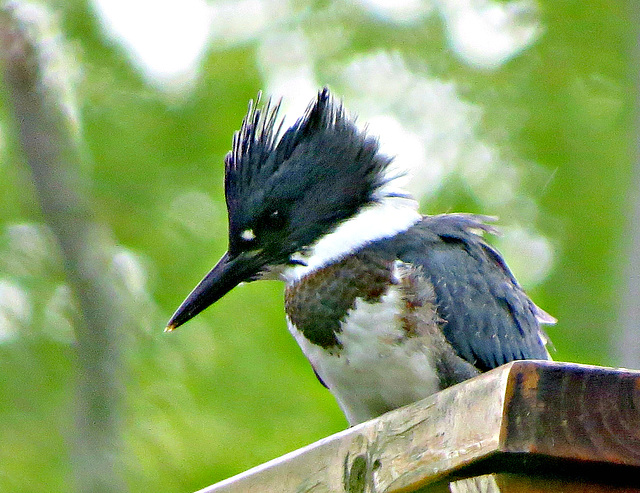 Kingfisher (Megaceryle torquata)