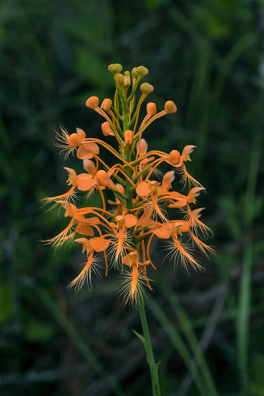 Platanthera ciliaris (Yellow Fringed orchid)