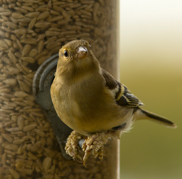 Chaffinch 3