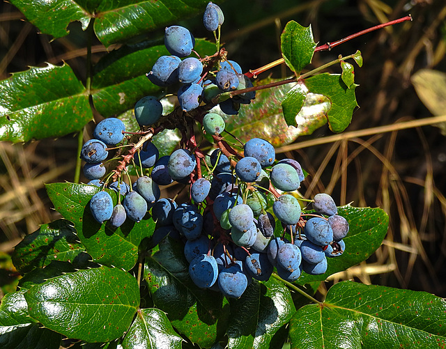 20210720 1848CPw [D~LIP] Mahonie (Berberis aquifolium) [Berberitze], Bad Salzuflen