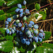 20210720 1848CPw [D~LIP] Mahonie (Berberis aquifolium) [Berberitze], Bad Salzuflen