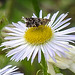 20210831 2783CPw [D~LIP] Berufkraut (Erigeron annuus), Brennnessel-Spreizflügelfalter (Anthophila fabriciana), UWZ, Bad Salzuflen