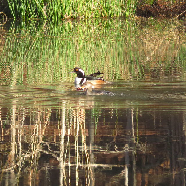 Hooded mergansers (Lophodytes cucullatus)