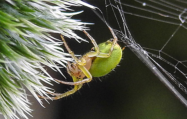 20230623 1182CPw [D~LIP] Kürbisspinne (Araniella cucurbitina), Bad Salzuflen