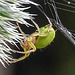 20230623 1182CPw [D~LIP] Kürbisspinne (Araniella cucurbitina), Bad Salzuflen