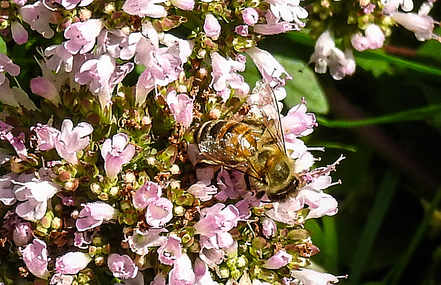 20230717 2282CPw [D~LIP] Dost (Origanum vulgare), Honigbiene, Bad Salzuflen
