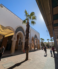 Un cocotier solitaire / A lonesome coconut tree