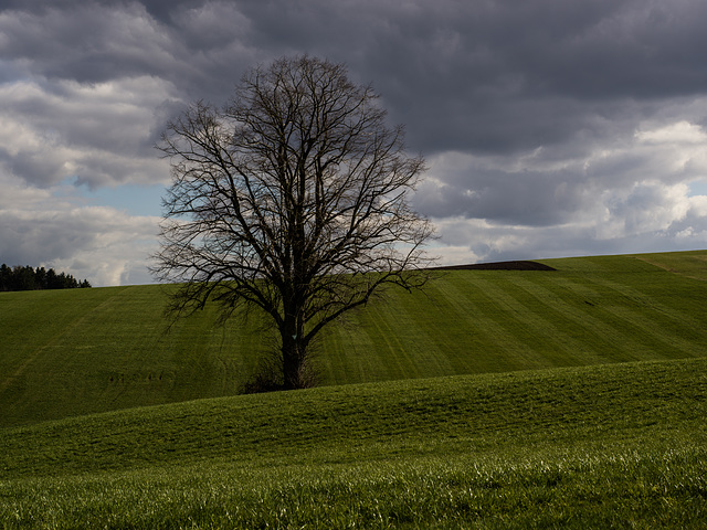 erstes Grün - heute Nachmittag