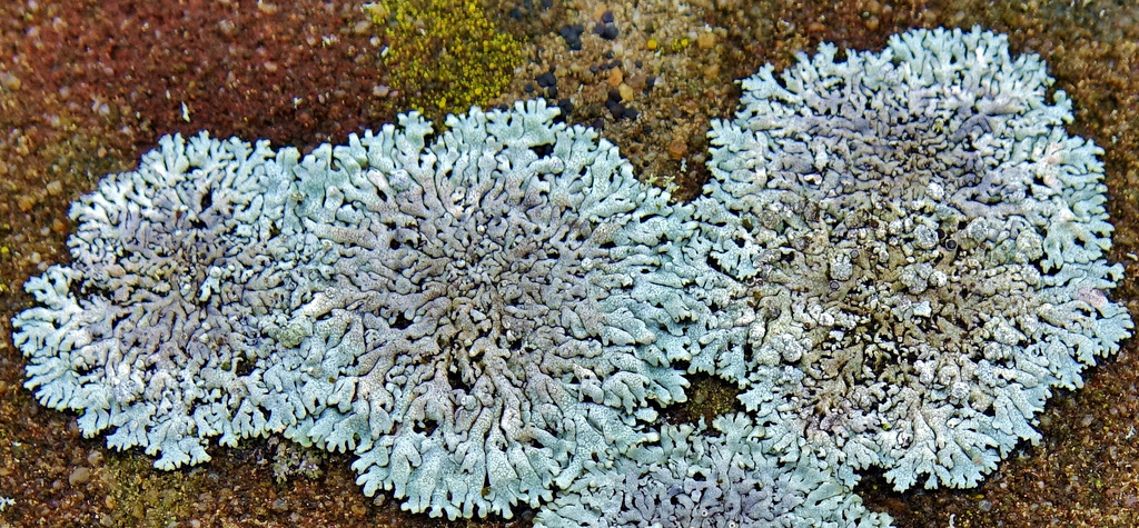 Lichen 3