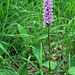 NSG Tannbüel - Dactylorhiza fuchsii (Fuchs' Knabenkraut)