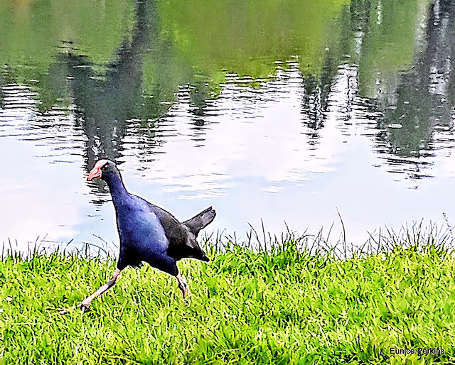 Pukeko At Hamilton Lake