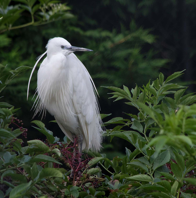 White egret