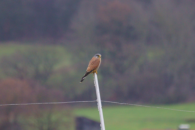 Turmfalke auf Zaunpfosten