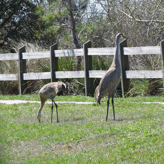 Sandhill cranes