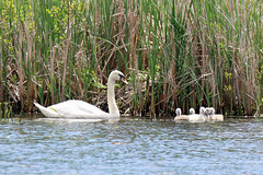 Swan family (Explored)