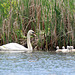 Swan family (Explored)