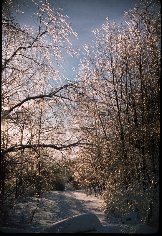 A Winter Walk in the Woods