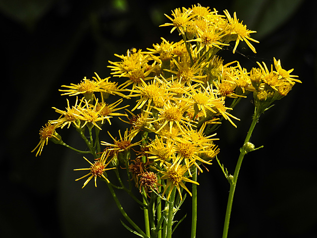 20210720 1849CPw [D~LIP] Jakobs-Greiskraut (Jacobaea vulgaris), Bad Salzuflen