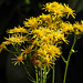 20210720 1849CPw [D~LIP] Jakobs-Greiskraut (Jacobaea vulgaris), Bad Salzuflen