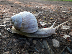 Weinbergschnecke