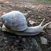 Weinbergschnecke