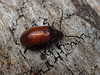 Leaf Beetle on Maria Island