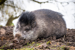 Visayan Warty Pig (Just a lazy day)