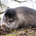 Visayan Warty Pig (Just a lazy day)