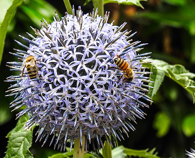 20230717 2284CPw [D~LIP] Kugeldistel, Honigbienen, Bad Salzuflen