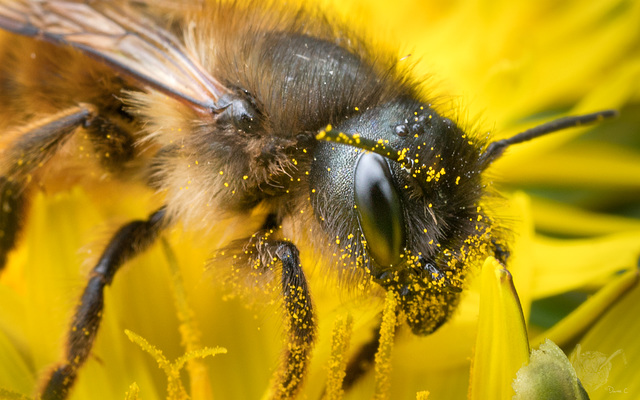 Bee Bee