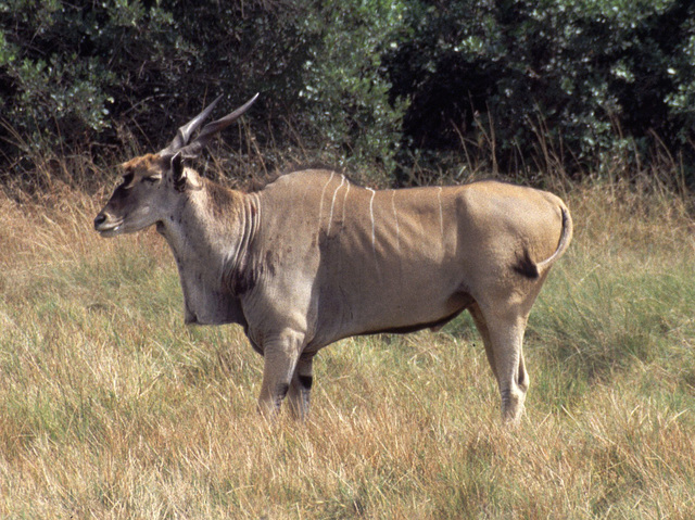 Eland