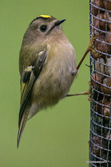 Goldcrest trying out peanuts...