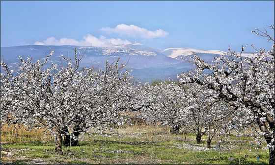 Le Mont Ventoux depuis les environs de Mormoiron (84) 28 mars 2012.