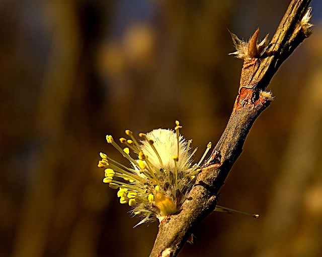 Pussy Willow