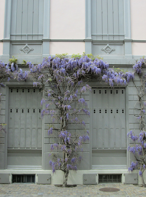 Wisteria.