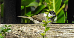 20190709 5387CPw [D~LIP] Weidenmeise (Poecile montanus), Bad Salzuflen