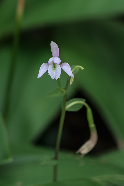 Triphora trianthophoros (Three-birds orchid)