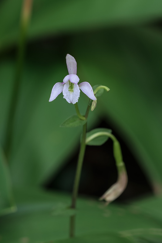 Triphora trianthophoros (Three-birds orchid)