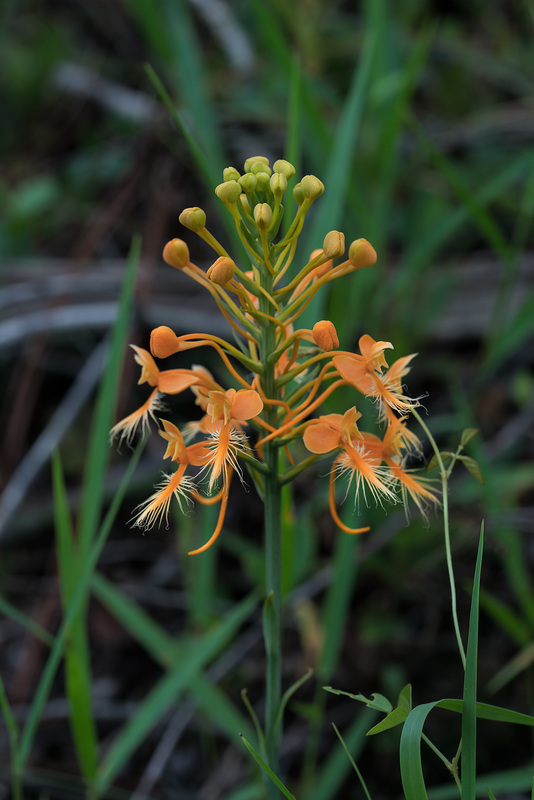 Platanthera ciliaris (Yellow Fringed orchid)