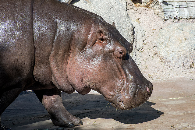 Albuquerque zoo set 46