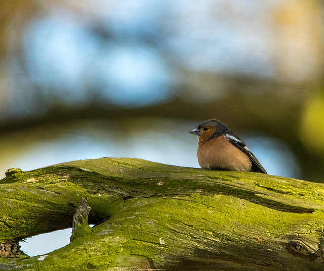 Chaffinch at Burton Mere